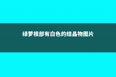 绿萝根部有白色菌的原因 (绿萝根部有白色的结晶物图片)