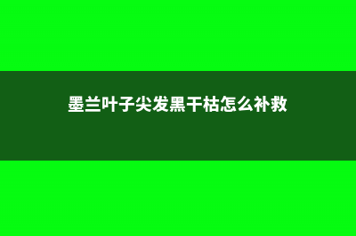 绿萝冻死下一年还会再长出来吗 (养的绿萝在外面冻死了还能活吗)