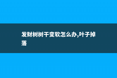 发财树树干变软了还能活吗 (发财树树干变软怎么办,叶子掉落)