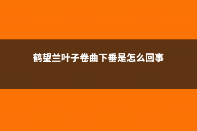 鹤望兰叶子卷曲是怎么回事 (鹤望兰叶子卷曲下垂是怎么回事)