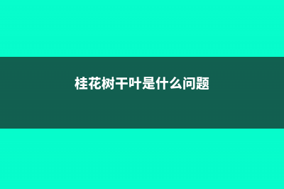 桂花树干叶是什么原因 (桂花树干叶是什么问题)