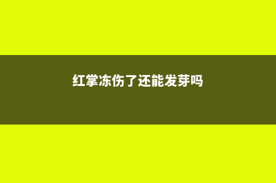 红掌冻伤了还能活吗 (红掌冻伤了还能发芽吗)