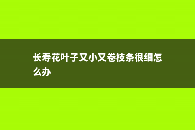 长寿花叶子又小又密怎么办 (长寿花叶子又小又卷枝条很细怎么办)