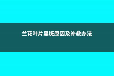 兰花叶片长黑斑是什么原因 (兰花叶片黑斑原因及补救办法)