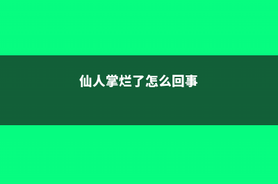 仙人掌烂了怎么补救 (仙人掌烂了怎么回事)