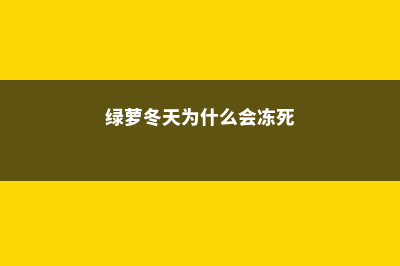 绿萝冬天为什么会冻死 (绿萝冬天为什么会冻死)