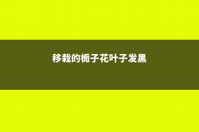 移栽的栀子花叶子蔫了是什么原因 (移栽的栀子花叶子发黑)