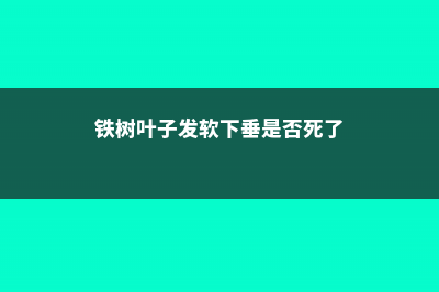 铁树叶子下垂是怎么回事 (铁树叶子发软下垂是否死了)