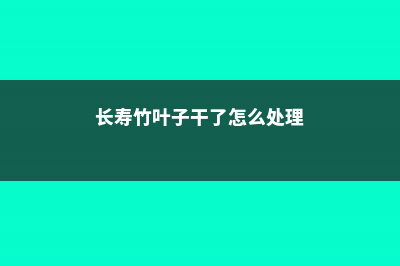 长寿竹叶子干了是什么原因 (长寿竹叶子干了怎么处理)