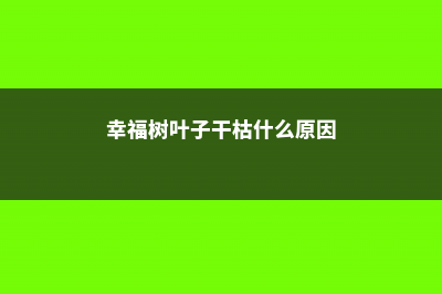 幸福树叶子干枯怎么救 (幸福树叶子干枯什么原因)