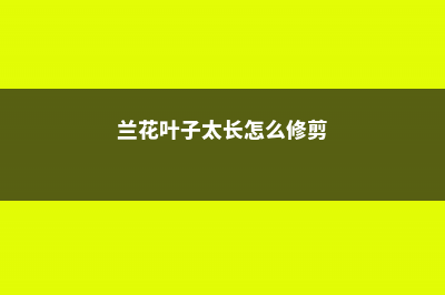 兰花叶子太长怎么办 (兰花叶子太长怎么修剪)