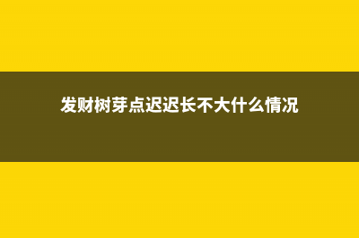 发财树嫩芽长不起来怎么办 (发财树芽点迟迟长不大什么情况)