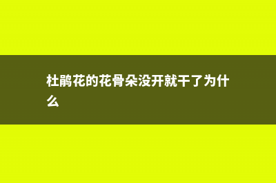 杜鹃花的花骨朵枯萎，杜鹃花夏季为什么枯萎 (杜鹃花的花骨朵没开就干了为什么)