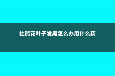 杜鹃花叶子发黑干枯，杜鹃叶子掉光还能活吗 (杜鹃花叶子发黑怎么办用什么药)