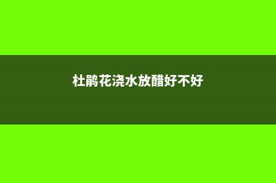 杜鹃花浇水放醋可以吗，杜鹃花浇水后花蔫了 (杜鹃花浇水放醋好不好)