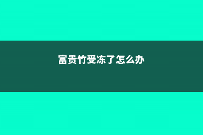 富贵竹冻死了怎么办，冬天怎么给富贵竹保温 (富贵竹受冻了怎么办)