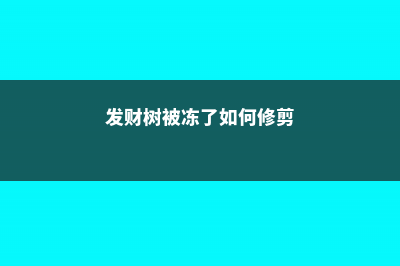 发财树被冻了如何补救 (发财树被冻了如何修剪)