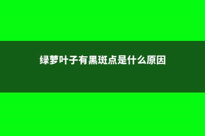 绿萝叶片有黑斑怎么办 (绿萝叶子有黑斑点是什么原因)