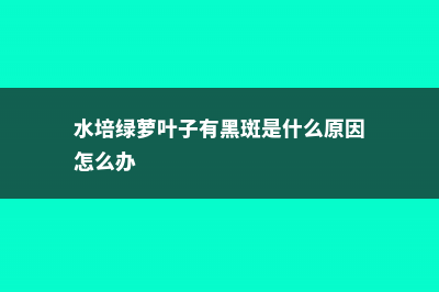 水培绿萝叶子有黑斑怎么回事 (水培绿萝叶子有黑斑是什么原因怎么办)