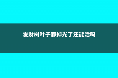 发财树叶子都掉光了还能恢复吗 (发财树叶子都掉光了还能活吗)