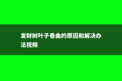 发财树叶子卷曲的原因和解决办法 (发财树叶子卷曲的原因和解决办法视频)