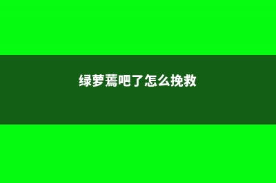 绿萝蔫了怎么补救 (绿萝蔫吧了怎么挽救)