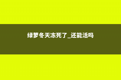 绿萝冬天冻死了怎么办 (绿萝冬天冻死了 还能活吗)