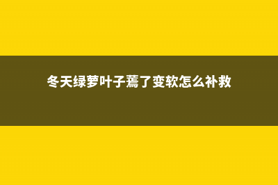 冬天的绿萝叶子蔫了怎么办 (冬天绿萝叶子蔫了变软怎么补救)