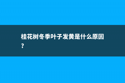 桂花冬天叶子全落了怎么办 (桂花树冬季叶子发黄是什么原因?)