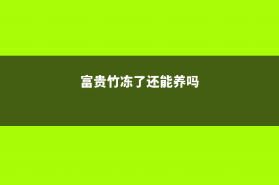 富贵竹冻了还能活吗 (富贵竹冻了还能养吗)