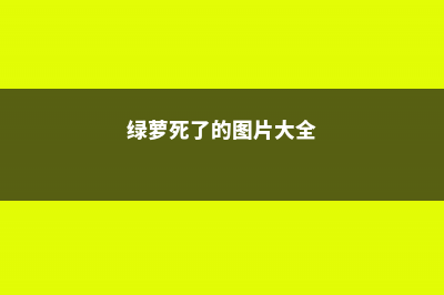 绿萝死了怎么办 (绿萝死了的图片大全)