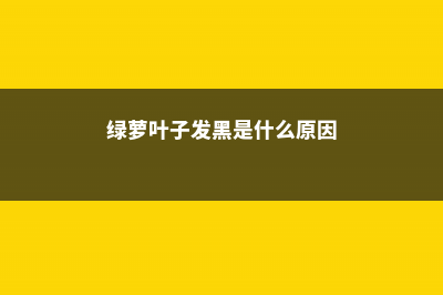 绿萝叶子上有黑斑怎么解决 (绿萝叶子发黑是什么原因)