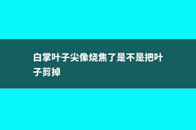 白掌叶子尖发焦要剪吗 (白掌叶子尖像烧焦了是不是把叶子剪掉)