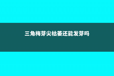 三角梅芽尖枯萎的原因 (三角梅芽尖枯萎还能发芽吗)