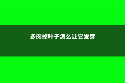 多肉掉叶子怎么补救 (多肉掉叶子怎么让它发芽)