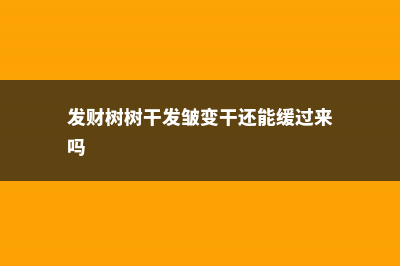 发财树树干发皱怎么救 (发财树树干发皱变干还能缓过来吗)