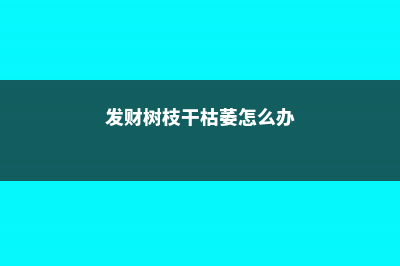 发财树枝干枯萎的原因是什么 (发财树枝干枯萎怎么办)