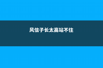 风信子长太高什么原因 (风信子长太高站不住)