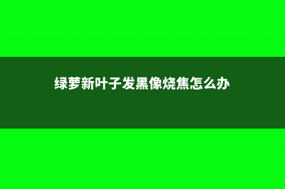 绿萝新叶子发黑像烧焦怎么解决 (绿萝新叶子发黑像烧焦怎么办)