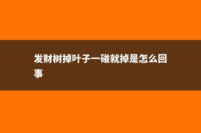 发财树掉叶子一碰就掉怎么办 (发财树掉叶子一碰就掉是怎么回事)