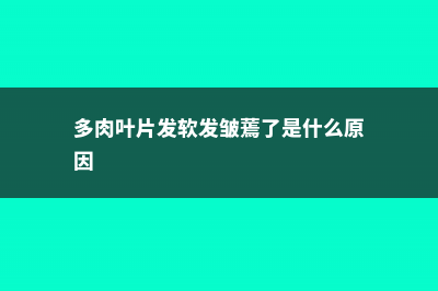 多肉叶片发软发皱怎么办 (多肉叶片发软发皱蔫了是什么原因)