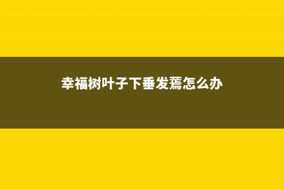 幸福树叶子下垂发蔫怎么办 (幸福树叶子下垂发蔫怎么办)