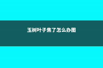 玉树叶子干焦怎么办 (玉树叶子焦了怎么办图)