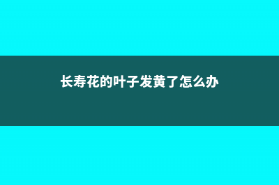 长寿花的叶子发软干枯怎么解决 (长寿花的叶子发黄了怎么办)