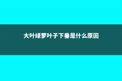 大叶绿萝叶子下垂蔫了的原因 (大叶绿萝叶子下垂是什么原因)