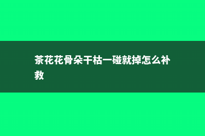 茶花花骨朵干枯但没掉是怎么回事 (茶花花骨朵干枯一碰就掉怎么补救)