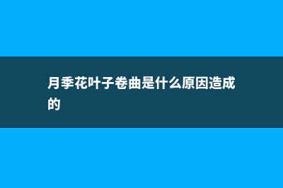 月季花叶子卷曲怎么办 (月季花叶子卷曲是什么原因造成的)