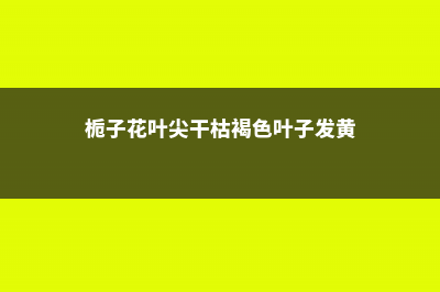 栀子花叶尖干枯发褐色怎么办 (栀子花叶尖干枯褐色叶子发黄)