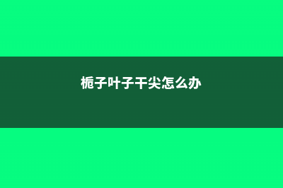 栀子干叶是什么原因 (栀子叶子干尖怎么办)