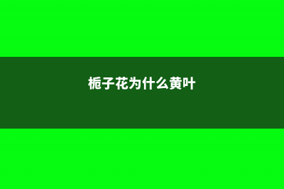 栀子花为什么只长叶子不开花，怎么救治 (栀子花为什么黄叶)